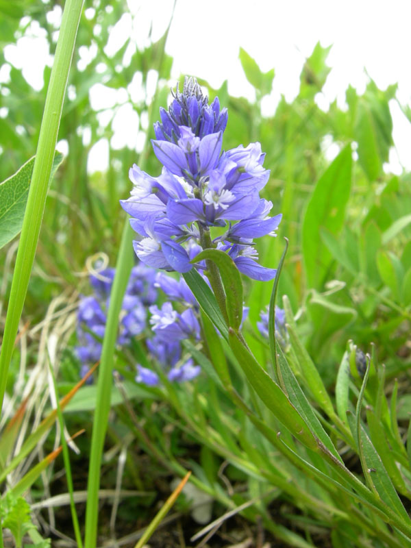 da determinare....Polygala sp.